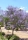 Jacaranda / Palisander