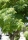 Jacaranda / Palisander