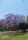 Jacaranda / Palisander