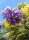 Jacaranda / Palisander
