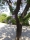 Jacaranda / Palisander