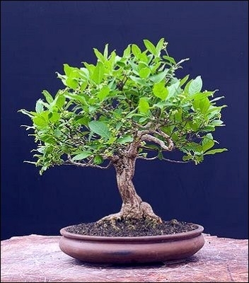 Maulbeerbaum weiss Freilandbonsai, 3,95