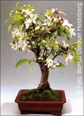 Zierapfel Freilandbonsai, 3,95