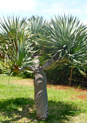 Drachenbaum "Symbol Teneriffas", 3,95