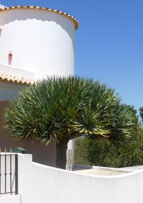 Drachenbaum "Symbol Teneriffas", 3,95