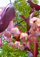 Spindelstrauch großblütig Euonymus MHD 12/26