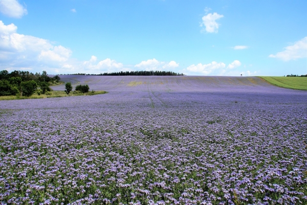 Gründünger Phacelia 250g