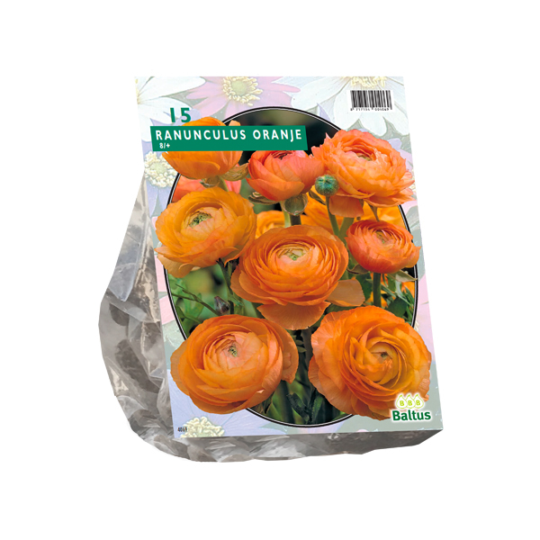 Ranunkeln orange