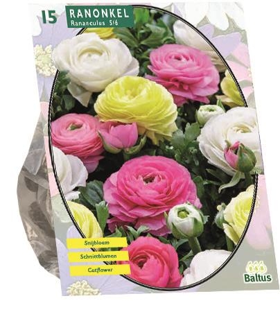 Ranunkeln Pastell-Mix