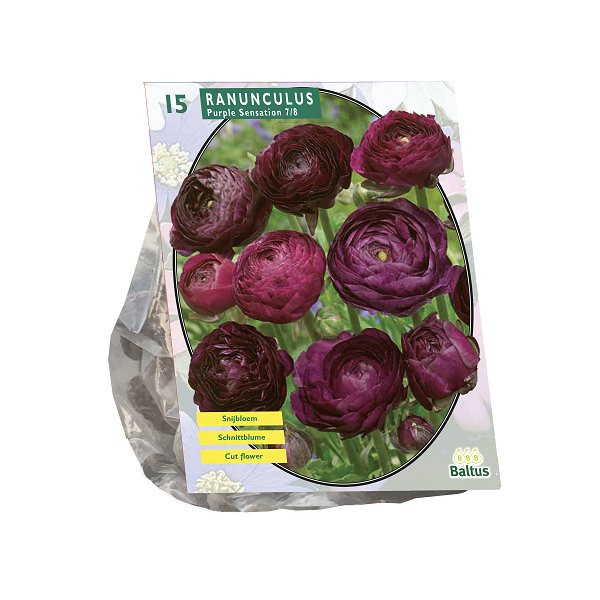Ranunkel Purple Sensation