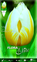 Tulpe Flaming Coquette