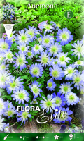 Anemone Blanda Blue Splendour