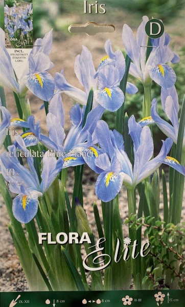 Iris reticulata Blue Planet