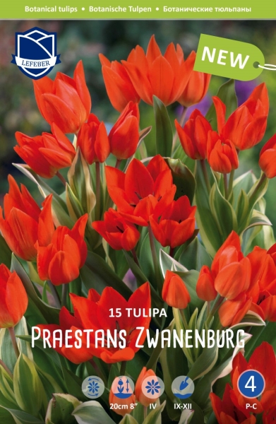 Tulpe Praestans Zwanenb.20cm 15Stk.