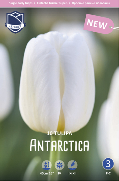 Tulpe Antarctica 40cm 10 Stk.