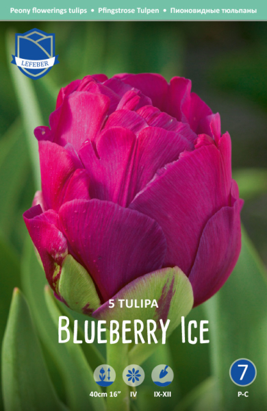 Tulpe Blueberry Ice 50cm 5 Stk.