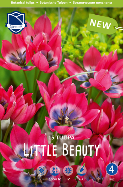 Tulpe Little Beauty 10cm 15 Stk.