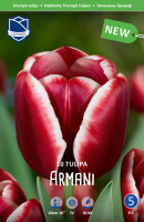 Tulpe Armani 40cm 10 Stk.