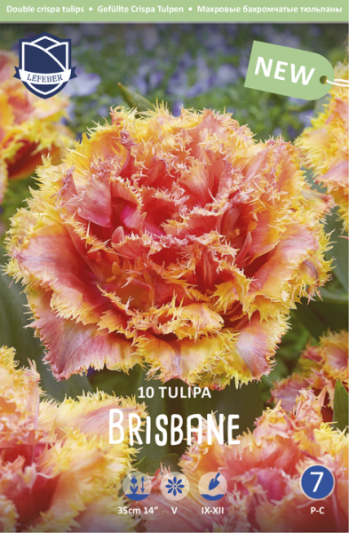 Tulpe Brisbane 50cm 10 Stk.