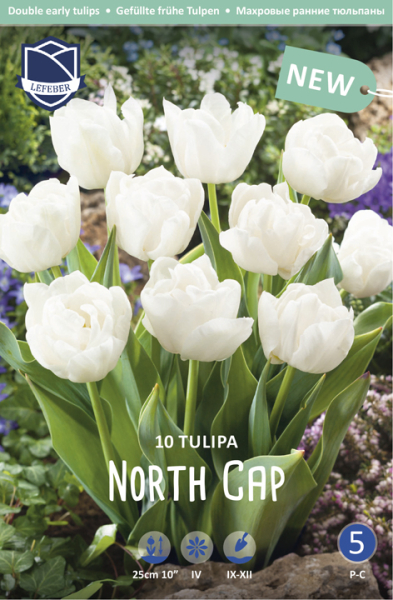 Tulpe North Cap 35cm 10 Stk.