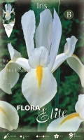 Iris Dutch White Excelsior