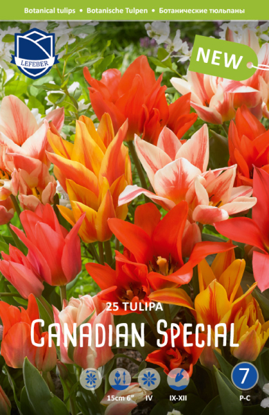 Tulpe Canadian Special 15cm 25 Stck.