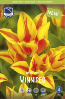 Tulpe Winnipeg 30cm 10 Stck.