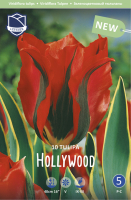 Tulpe Hollywood 50cm 10 Stk.