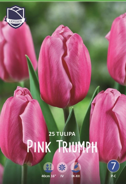 Tulpe Pink Triumph 40cm 25 Stk.