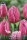 Tulpe Pink Triumph 40cm 25 Stk.