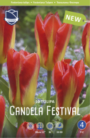 Tulpe Candela Festival