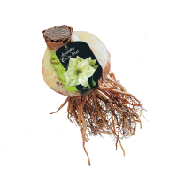 Amaryllis Lemon Star