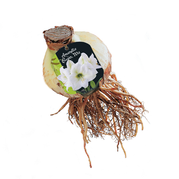 Amaryllis Super Weiß XXL