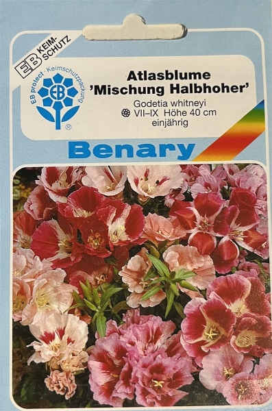 Atlasblume Mischung Halbhoher