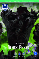 Tulpe Black Parrot 50cm 10Stk.