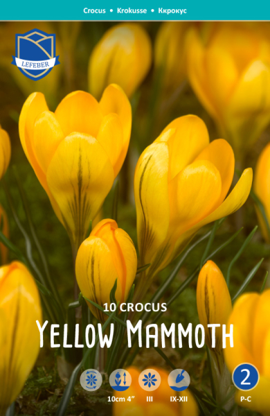 Crocus Yellow Mammoth 10stk.