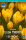 Crocus Yellow Mammoth 10stk.