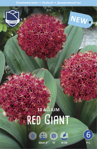 Allium Red Giant