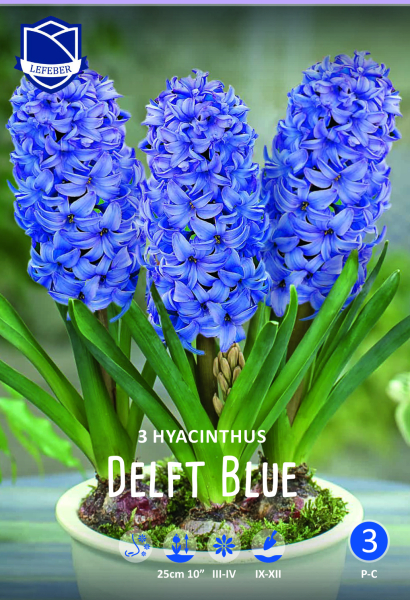 Hyazinthe Delfts Blau ( lose Ware )