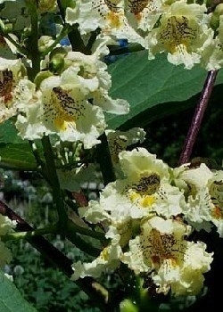 Trompetenbaum - Gelb MHD 10/25