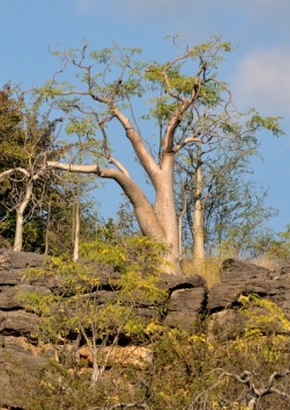 Moringa Geisterbaum