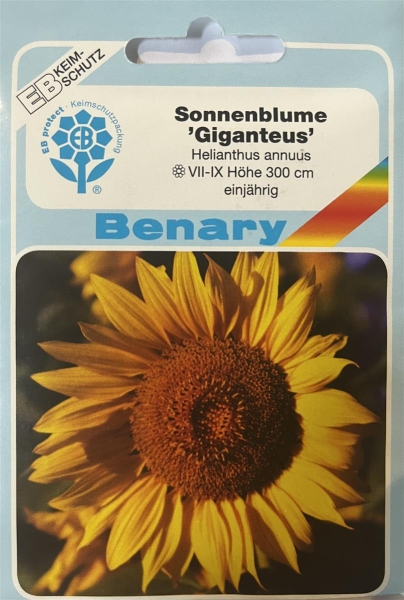 Sonnenblume Giganteus 300cm