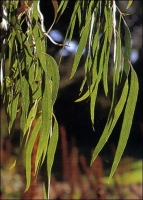 Zucker-Eucalyptus MHD 01/26