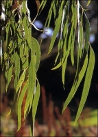 Zucker-Eucalyptus