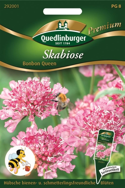 Skabiose Bonbon Queen