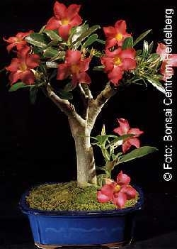 Wstenrose Zimmerbonsai, 3,95