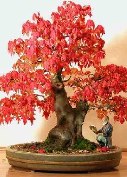 Rotahorn Freilandbonsai, 3,95