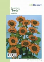 Sonnenblume Sonja ca.100cm