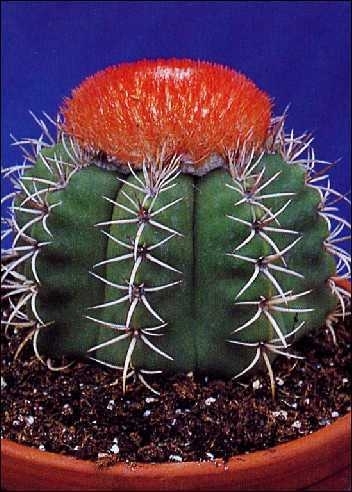 mammillaria boolii Mammillaria boolii Seeds main image 0