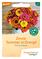 Bio-Zinnie Sommer in Orange